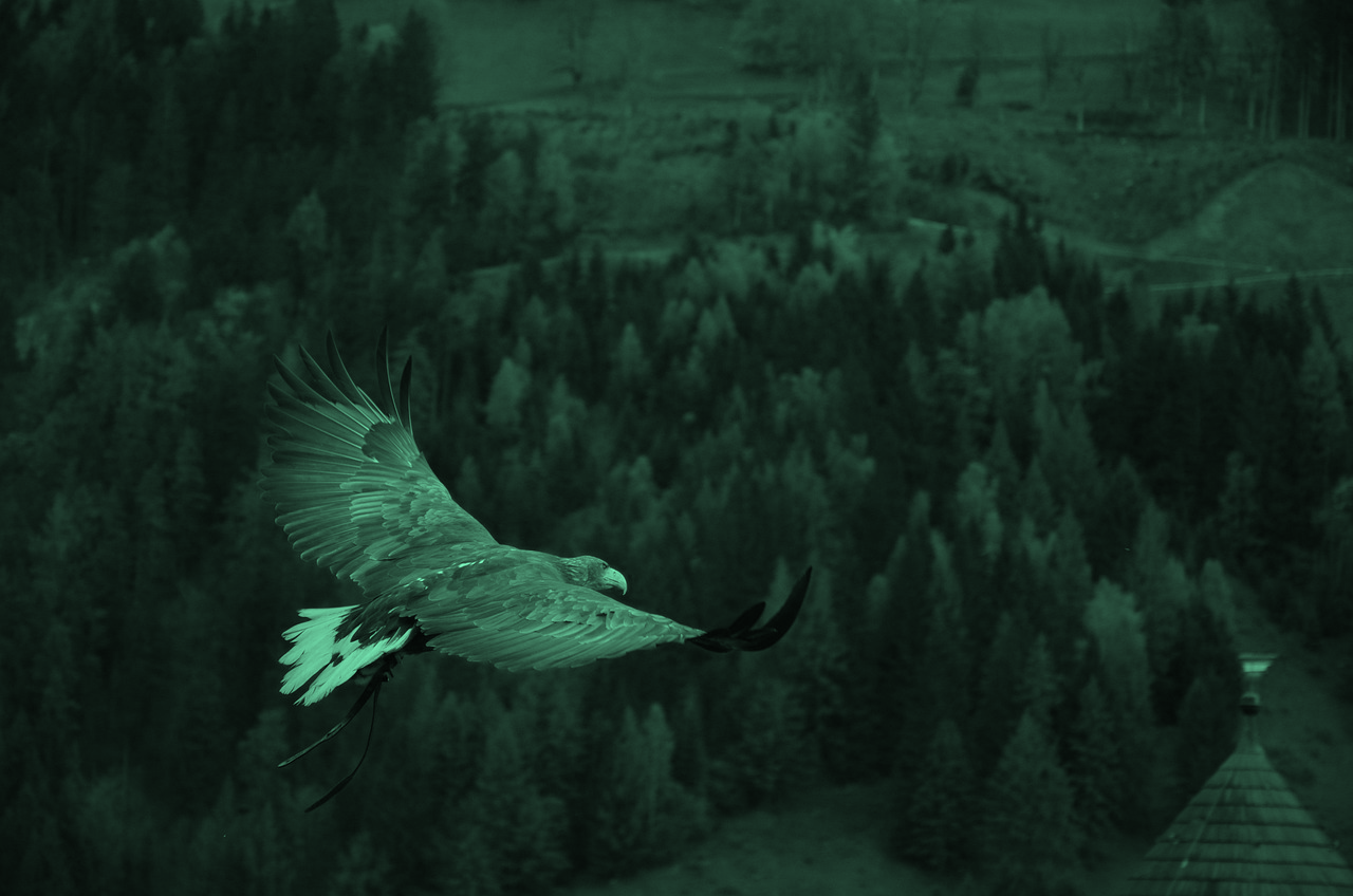 Eagle flying over forest