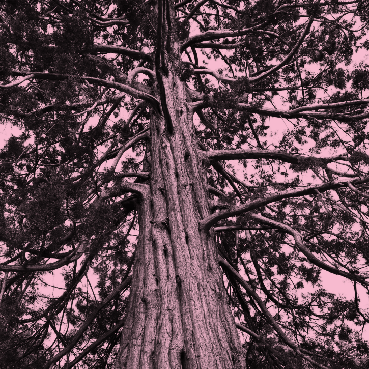  duotone redwood