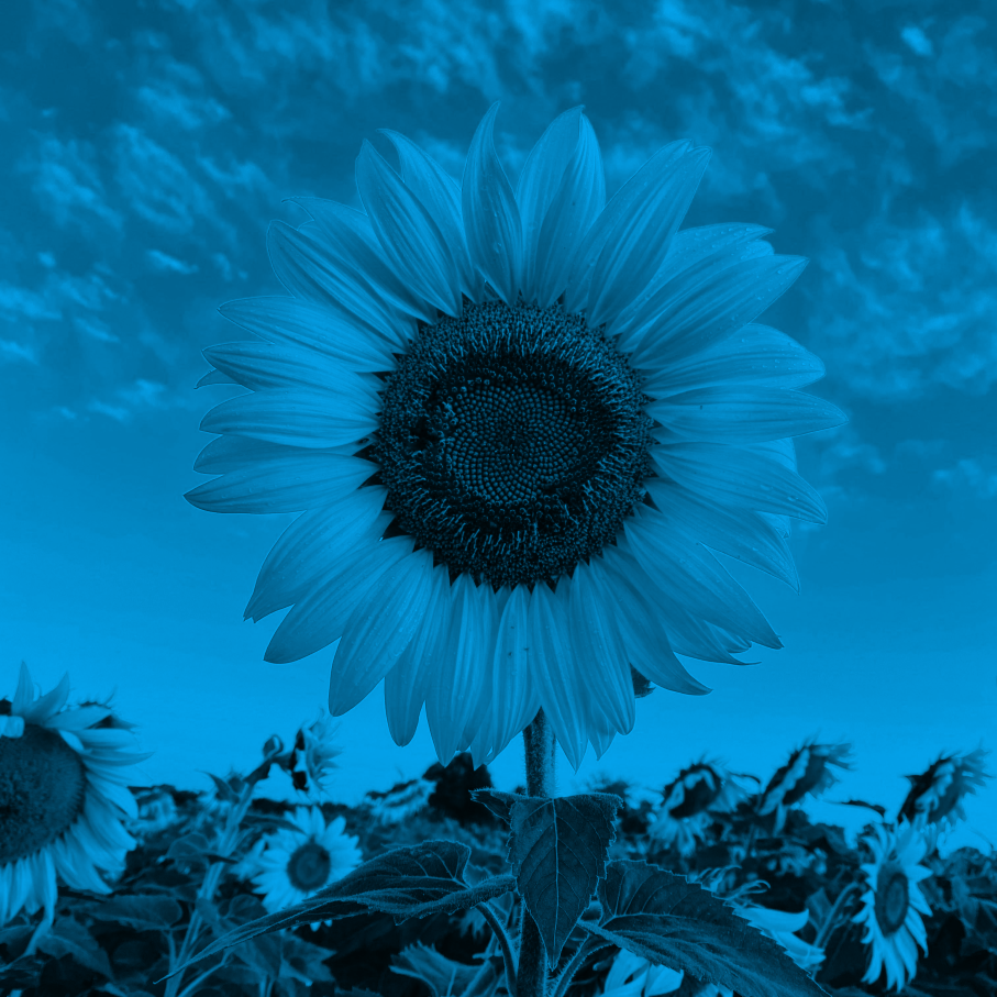  duotone sunflower