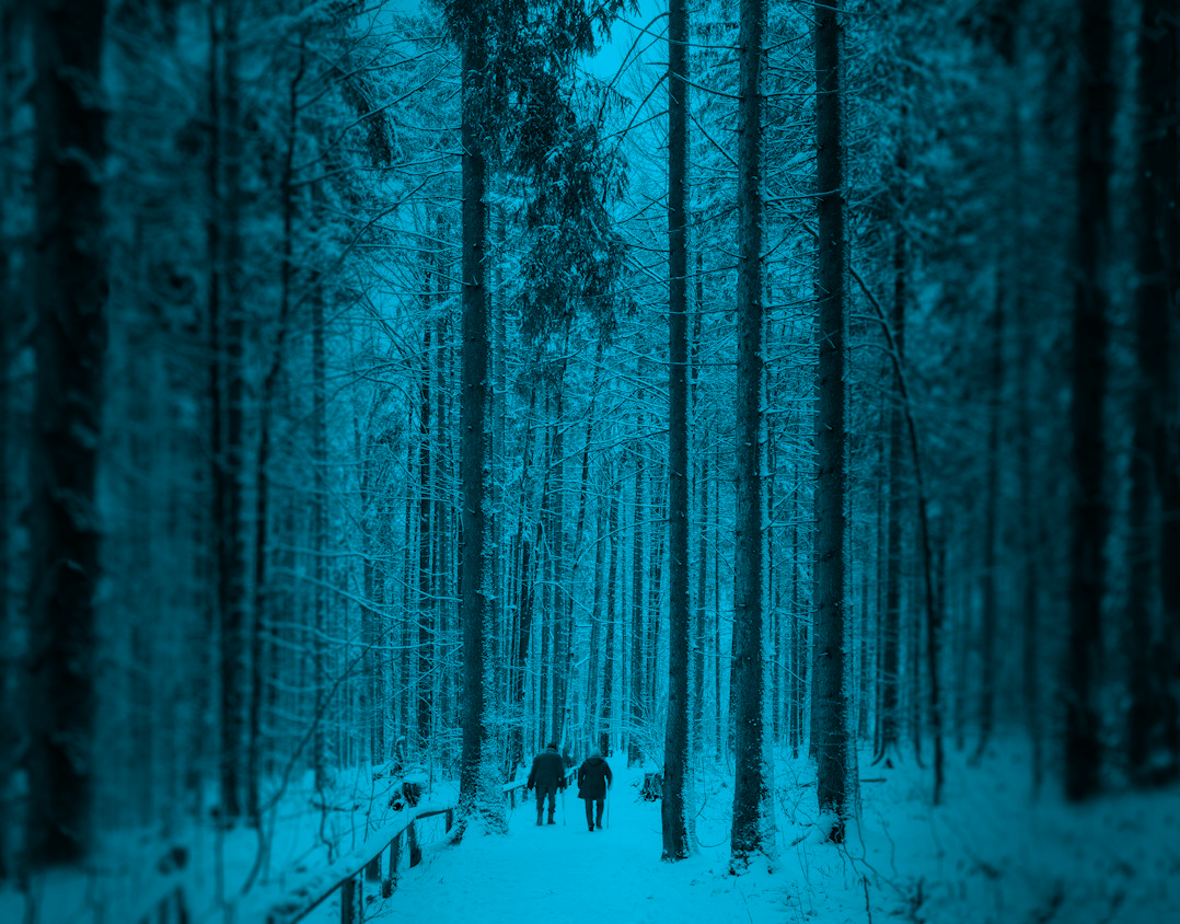  Winter Forest