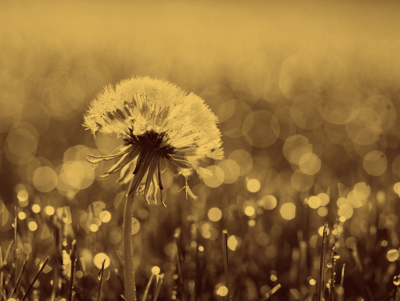 Dandelion in field