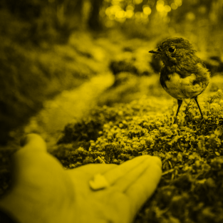 Hand Holding food to a small bird