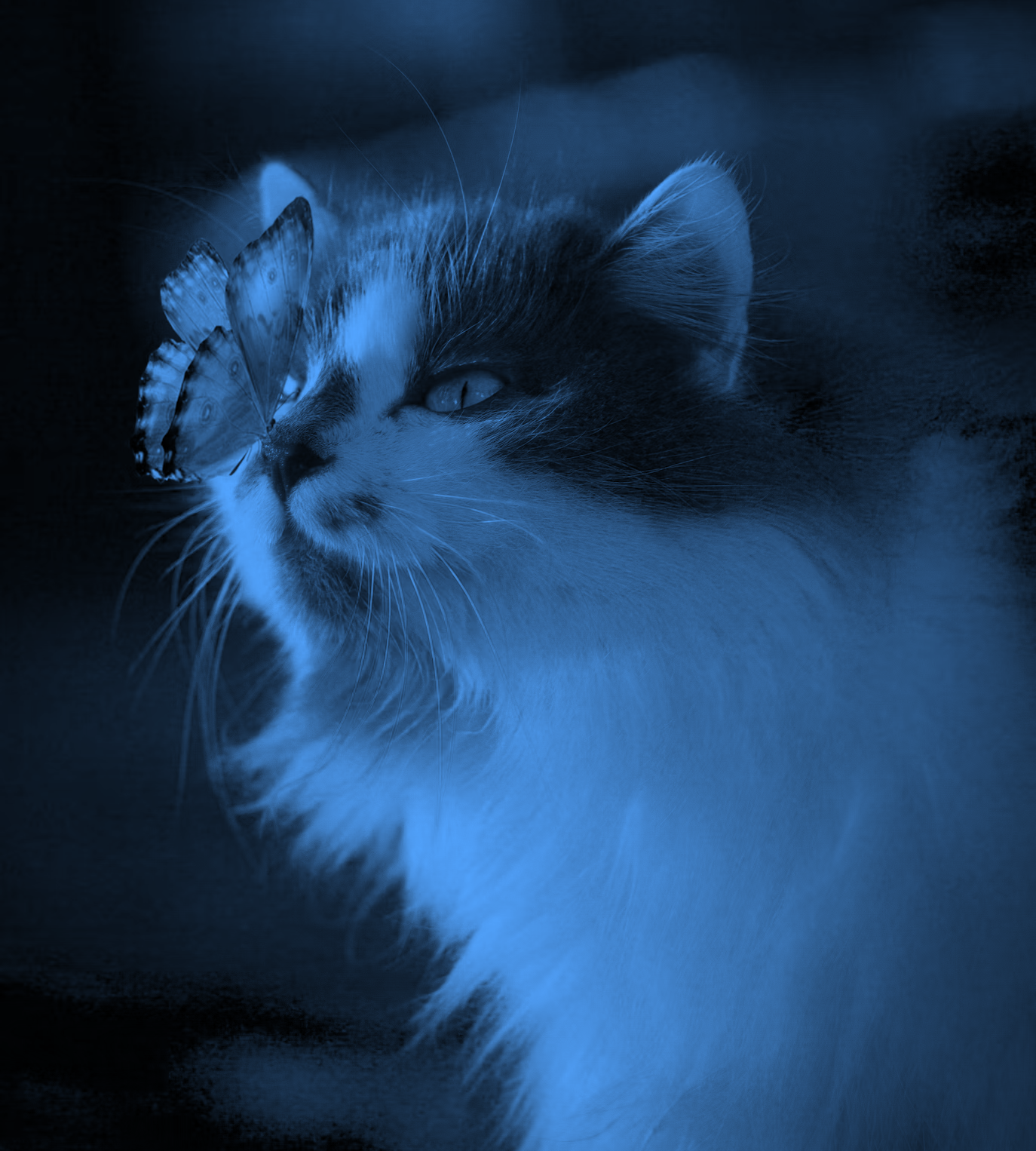 blue honest cat