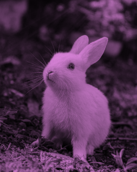 duotone bunny pink and black