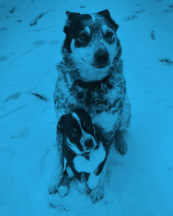  duotone pups in the snow