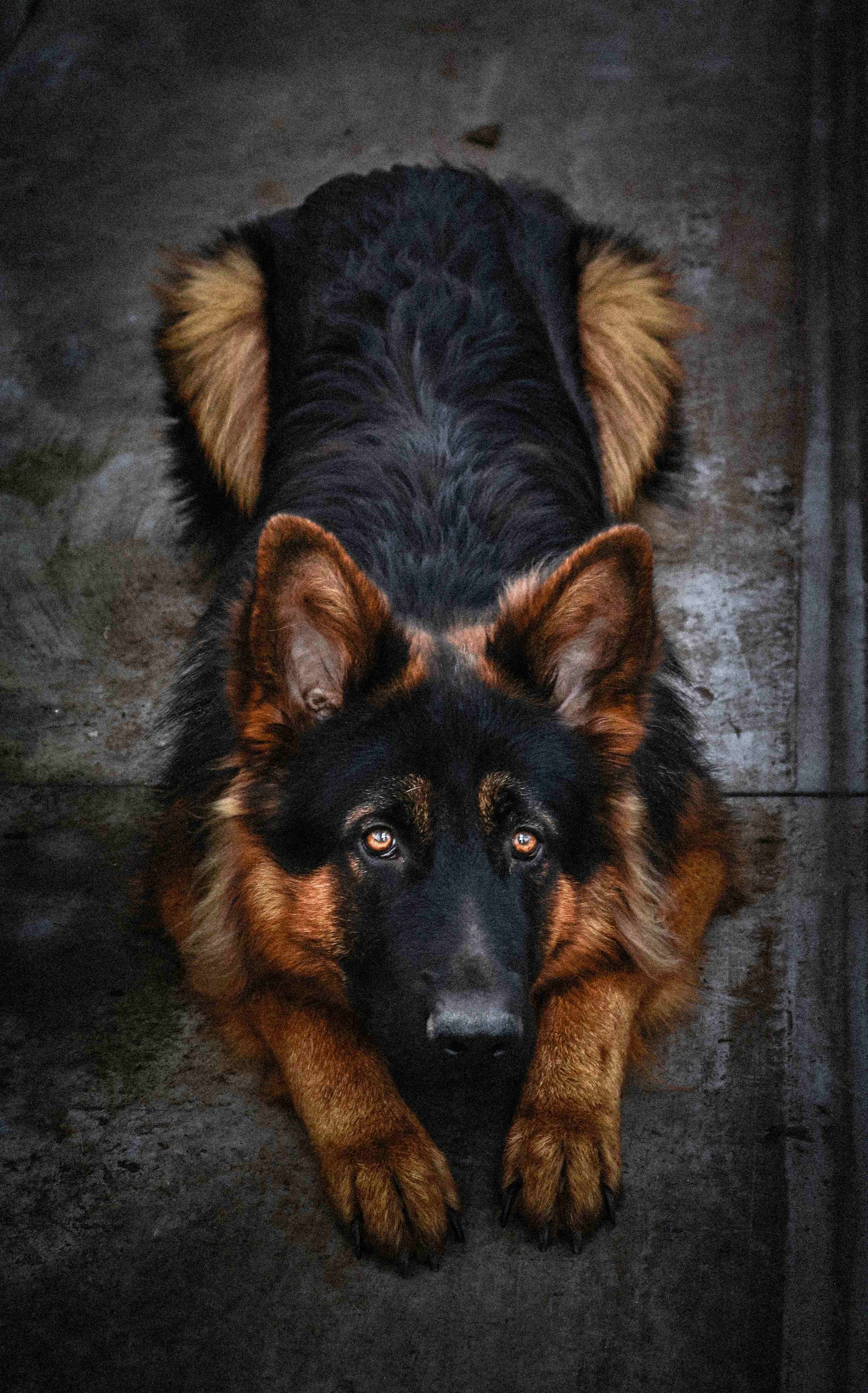  dog laying on the ground